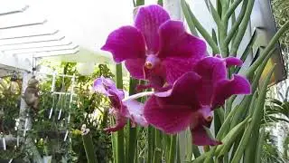 #Shorts SEMI-TERETE VANDA: Papilionanda Nellie Morley x Vanda Suksamran Red #SunVanda #SpringBloomer