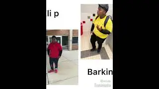 eli p- barking