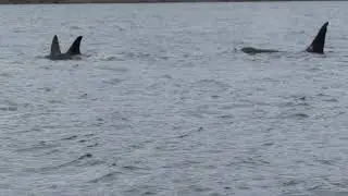 Orca in Auke Bay, Juneau.