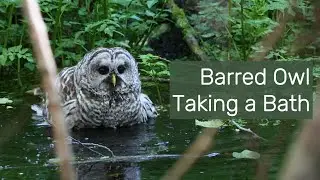 Barred Owl Bathing in the Creek - British Columbia