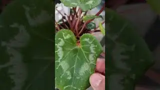 Discovering white cyclamen