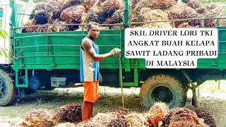 Cara Loding Buah Kelapa Sawit Ladang Peribadi Di Malaysia