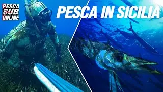 PESCA SUB : Sicilia pesca apnea - Pesca subacquea Bassofondo - Spearfishing AGOSTO 2020