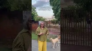 Why Stray Dogs Bark & How to Stay Safe | Humans of Animal Land