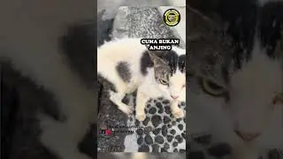 KUCING HILANG #shorts