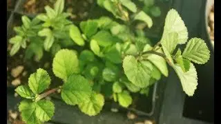bala herb plant for strength - bala churna benefits || Health Fitness youtube