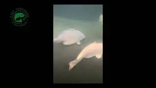Ghost carp