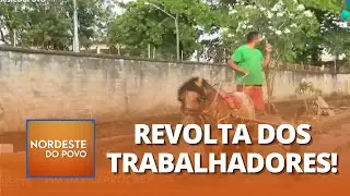 Fim das carroças? Governo do Recife vai proibir veículos de tração animal