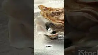 The Mystique of Pinctada Pearls
