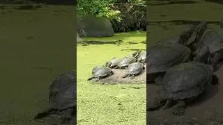 Turtles basking in the sun✌️#shorts #animals #sun #animal #shortsvideo #shortvideo #short #chill