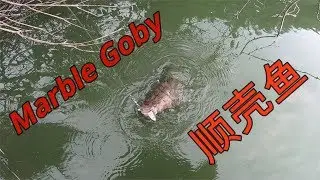 My Kampung Fishing With Twitch Fishing Marble Goby at Kampar Malaysia / 我的Kampung钓游之阴钓顺壳鱼