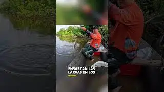 C&oacute;mo es pescar en el Amazonas... 🎣#Amazing #nature #animals #fihsing