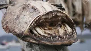Worlds Ugliest Animals