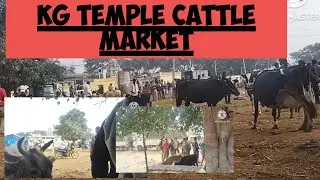Kg cattle market every  monday@ indian  hallikar