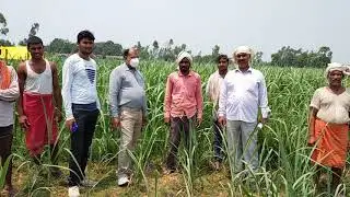 CANE SURVEY CHECKING