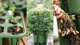 How to Grow Peanuts Vertically