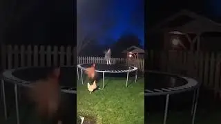 Security Cam Catches Wild Animals on a Trampoline! 🦓🤸&zwj;♂️