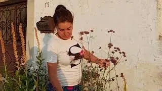 verbena bonariensis (lollipop)