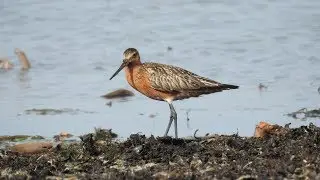 Lappspove N&aelig;rlandstranda 25-7-2017 Bar-tailed godwit Pfuhlschnepfe gh4 coolpix p900