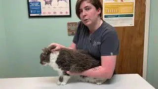 AVMA canine/feline retraint
