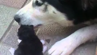 Husky protects a kitten from its own mother