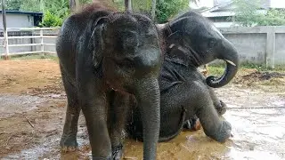 ผลไม้เพื่อต้นสับปะรดบ้านน้องมีชัยมาแล้วแม่