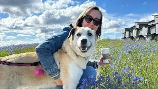 Walk in the wildflowers with us 😊 #bella #dog #dogactivity #walk #walking #wildflowers