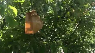 Wrapping apple tree against insect damage. Paper bags, staples, netting.