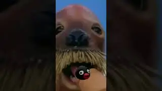 walrus eat pingu