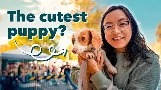 Я записала свою собаку на конкурс &laquo;Самый милый щенок&raquo; (она победила???)