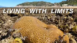Living with Limits - the resilient corals of Magnetic Island