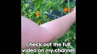 Imperfect Gardens Are Still Productive #shorts