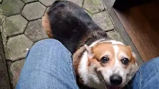 Bermain dengan anjing lucu