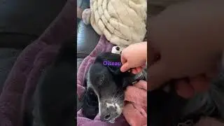 #oiseaux #avion #helicopter #unboxing #abonnetoi #chien #fortnite #comedy