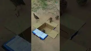 Primitive Bird Trap - Animal Quail Trap Video #ytshorts #shorts #trapvideo