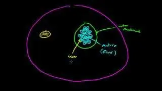 Biology Lecture - 26 - Mitochondria