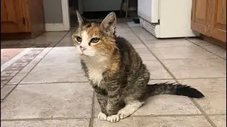 🔉Мисс Маффи, кошка-охранник 😲 Защитница своей собственности