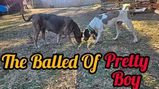 Training And Gaining The Trust Of My Dog PrettyBoy 