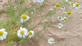 النباتات الطبيه والعطرية في الصحراء المصريه