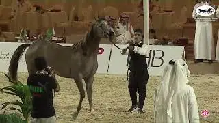 N 135 NOOF AL DIRIYA   The Arabian Horse Show for local Breeders 2022   Yearling Fillies Class 1B