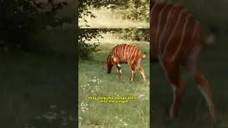 Bongo Antelope: The Painted Animal You&rsquo;ve Never Seen Before