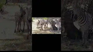 Unveiling the Mysteries of the Tsavo East Zebra: Nature's Stripes in Action