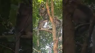 Dusky leaf monkey