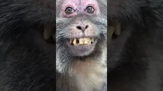 Xingxing MUKBANG #xingxing #monkey #mukbang #onearmedmonkey #viralvideo #usa