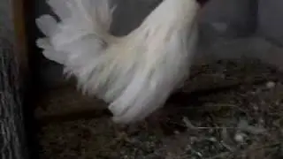 gallos aliquines,alaquines,alequines,kikirikis,curritos.flv