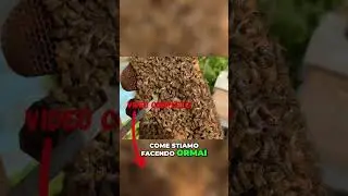 Resistenza Varroa e Malattie delle Api