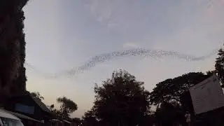 Battambang Bats