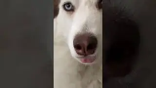 Dog's Tongue Out #shorts