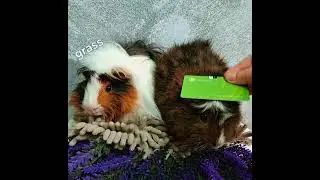 Money #money #guineapigs #funny #love #food 