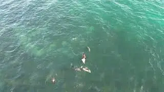 Australian Fur Seals